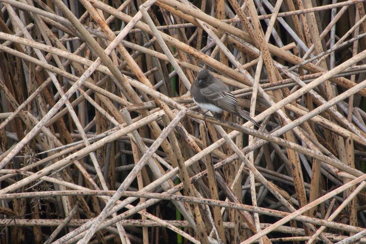 Black Phoebe - Larry Jordan