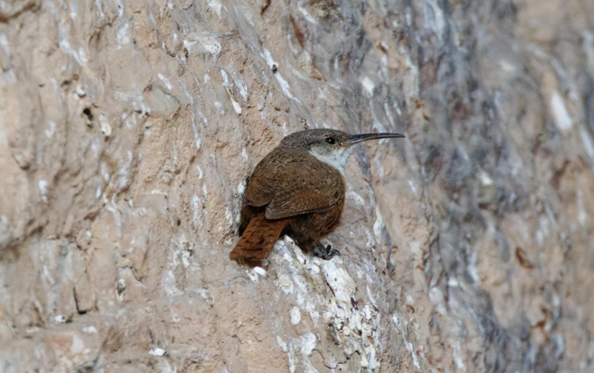 Canyon Wren - ML614957760