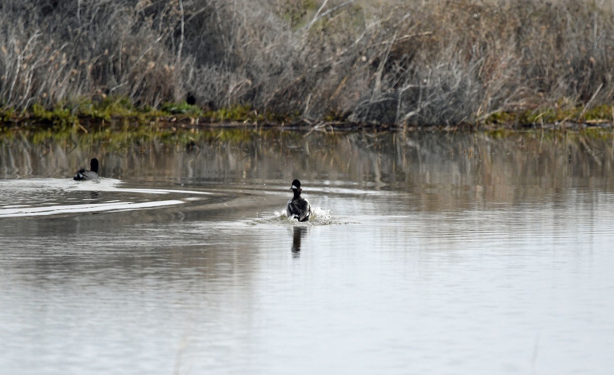 Bufflehead - ML614957770