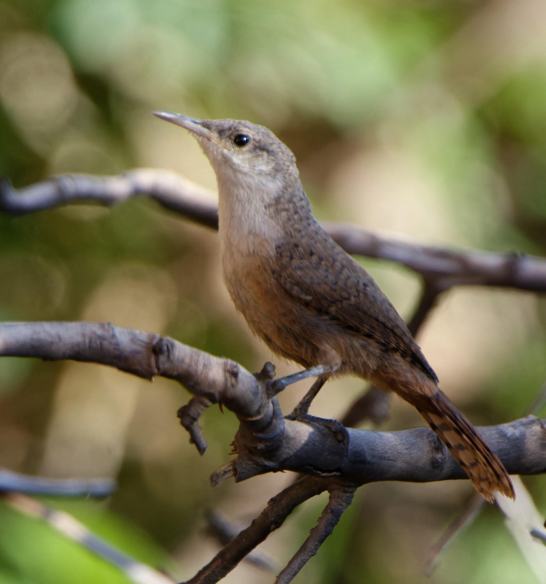 Canyon Wren - ML614957783