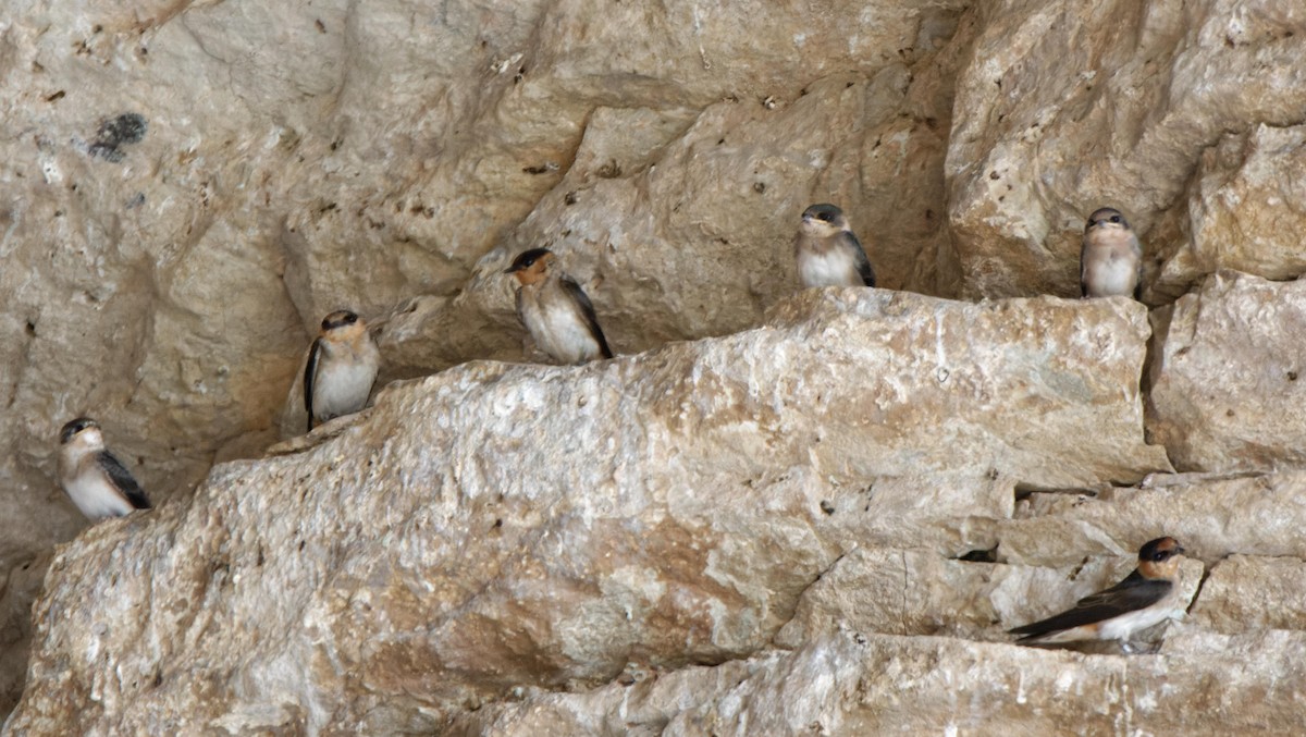 Cave Swallow - ML614957791