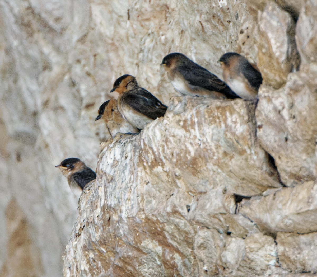 Cave Swallow - ML614957792