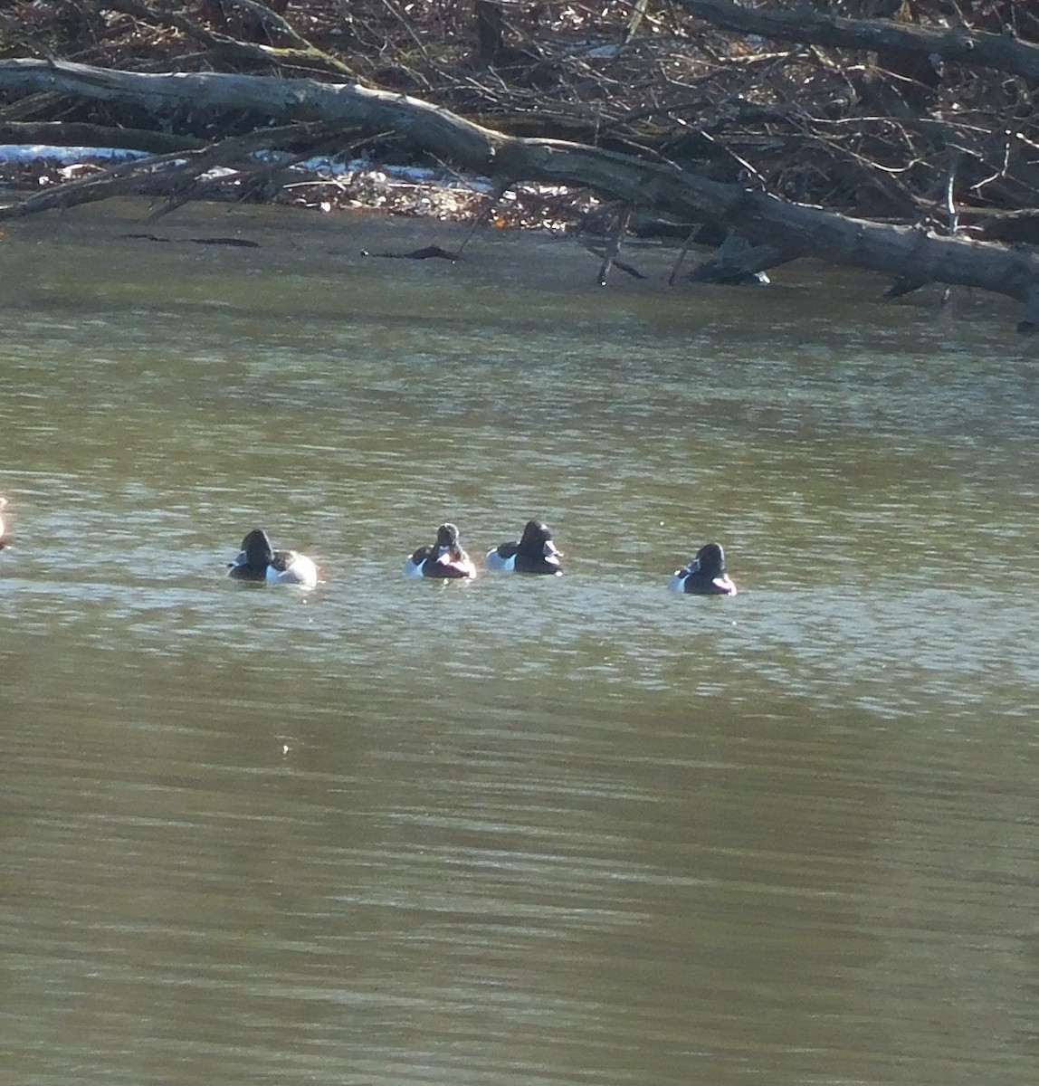 Ring-necked Duck - Brittanie McCormack