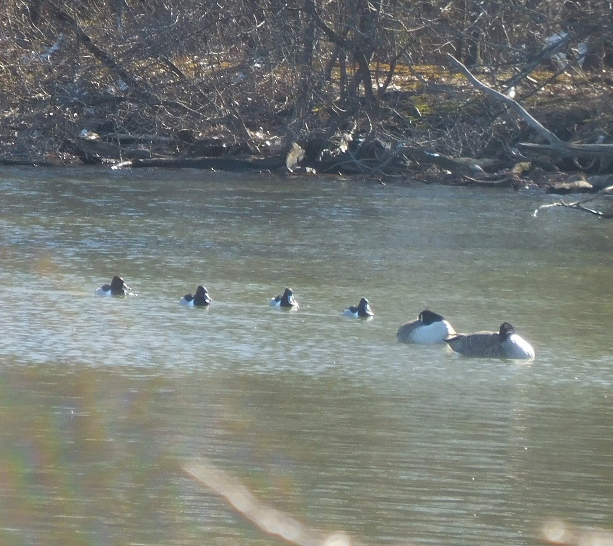 Ring-necked Duck - Brittanie McCormack