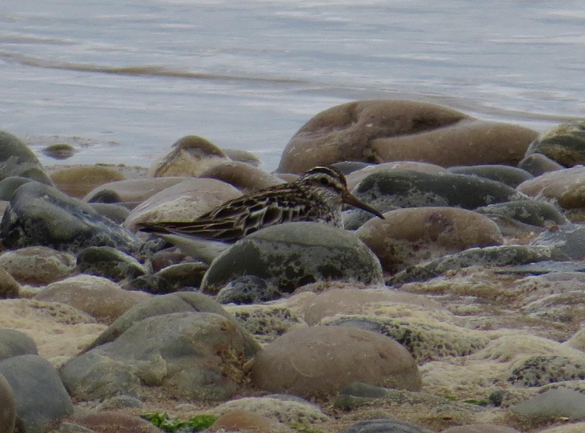 Broad-billed Sandpiper - ML614957842