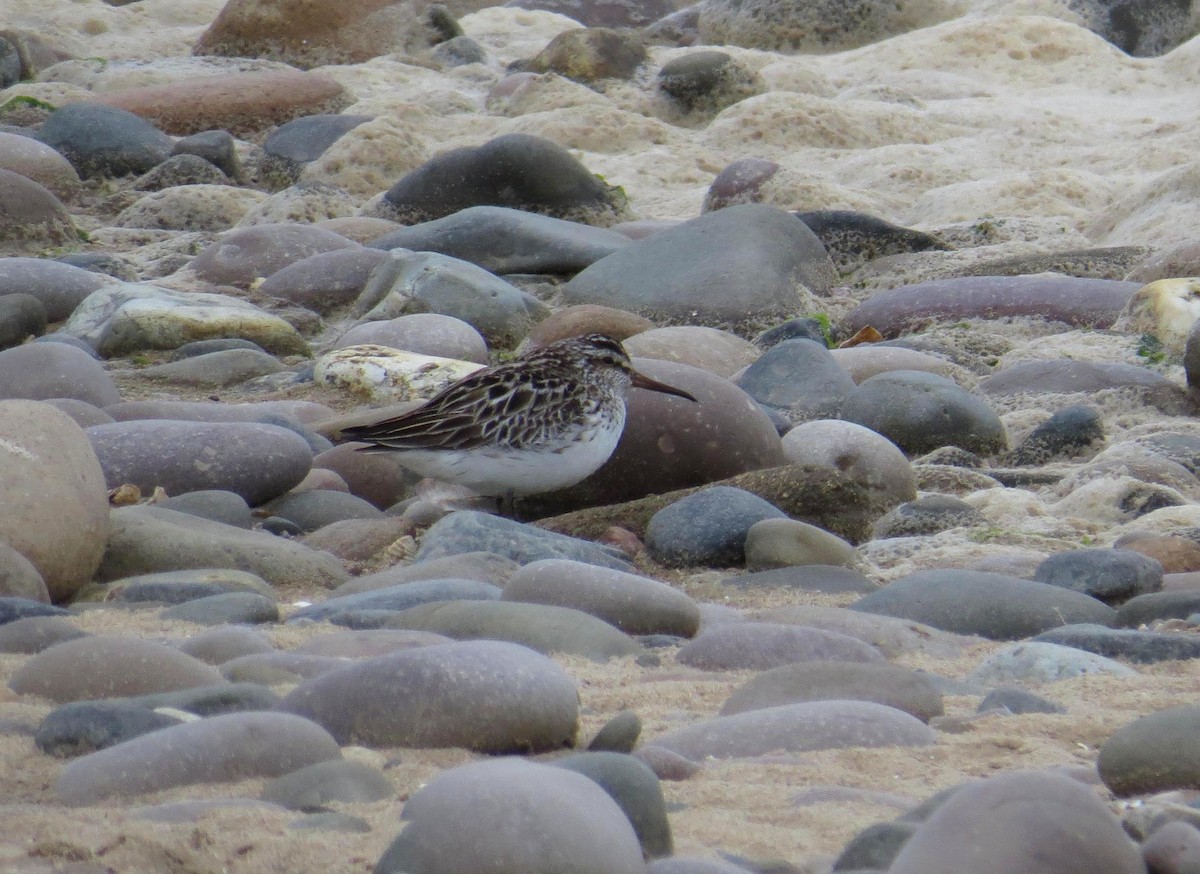 Broad-billed Sandpiper - ML614957843