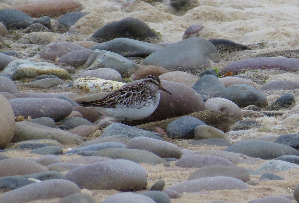 Broad-billed Sandpiper - ML614957844