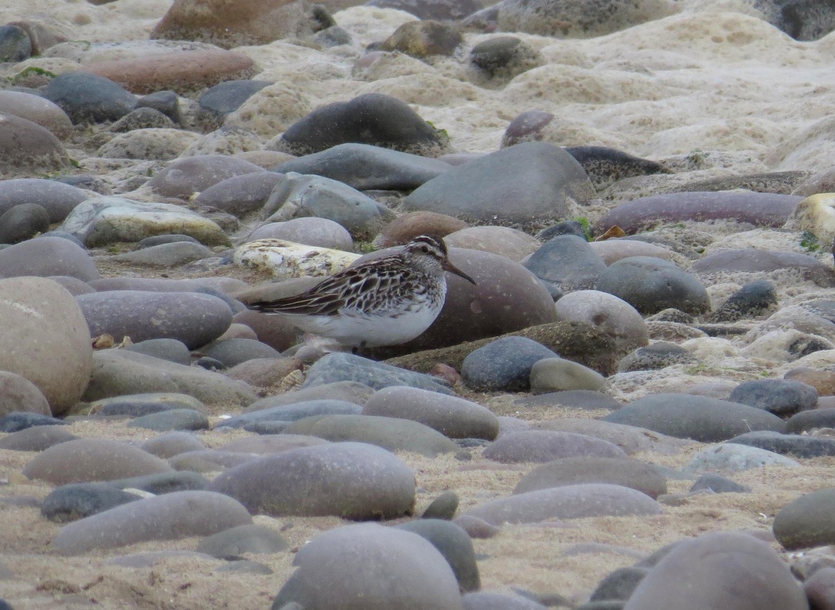 Broad-billed Sandpiper - ML614957845