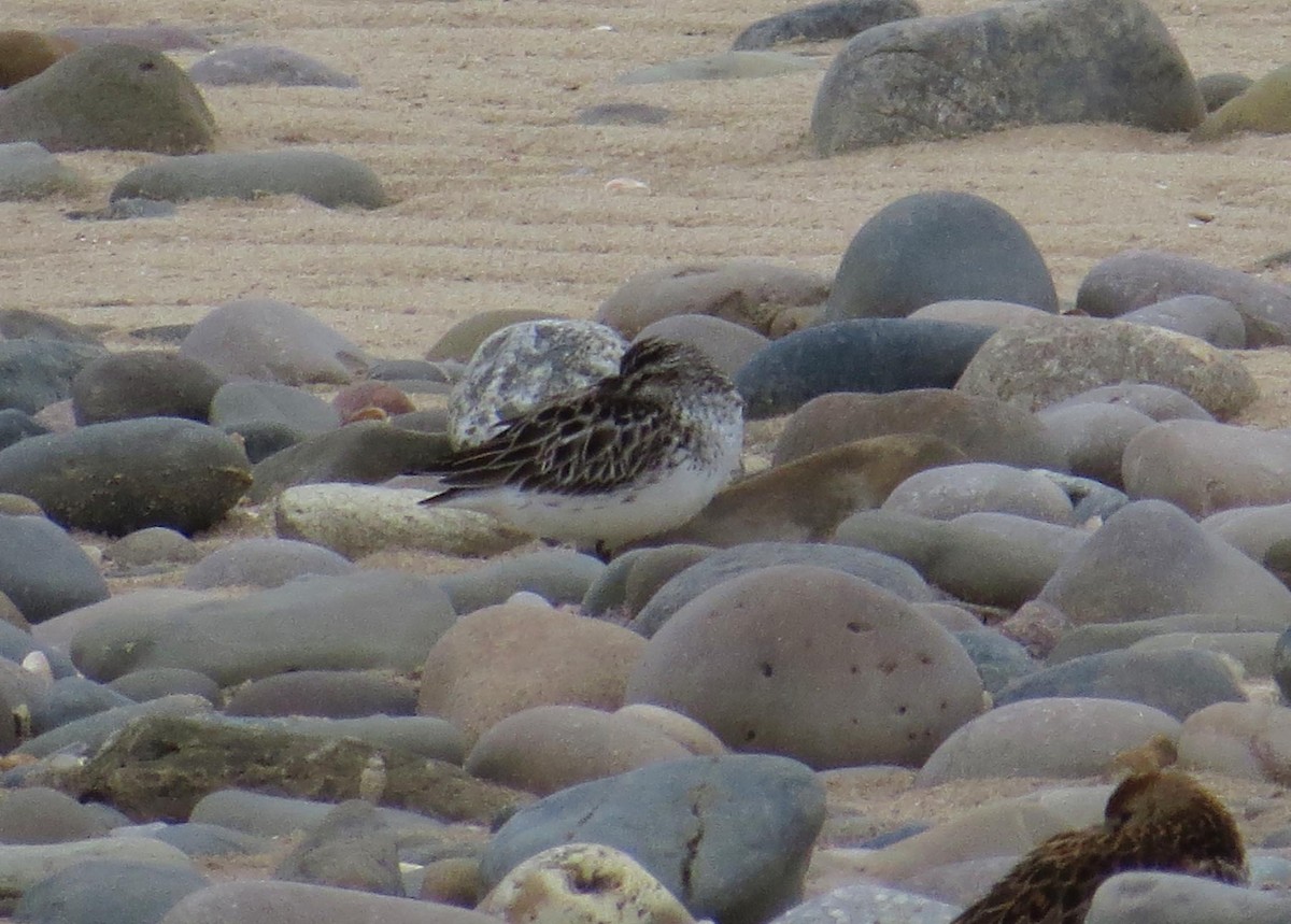 Broad-billed Sandpiper - ML614957846