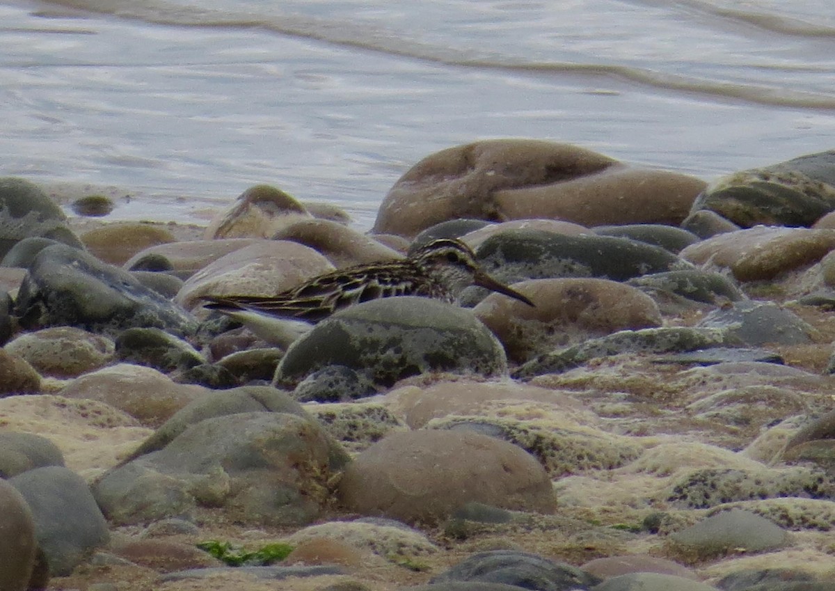 Broad-billed Sandpiper - ML614957847