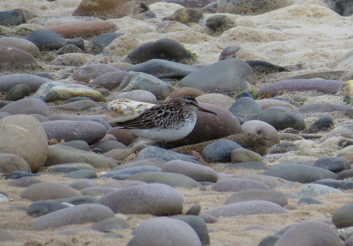 Broad-billed Sandpiper - ML614957848