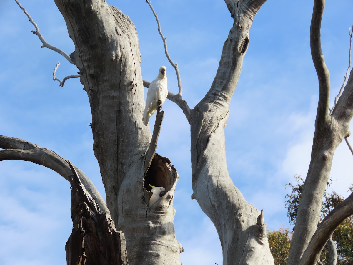 Sulphur-crested Cockatoo - ML614957916