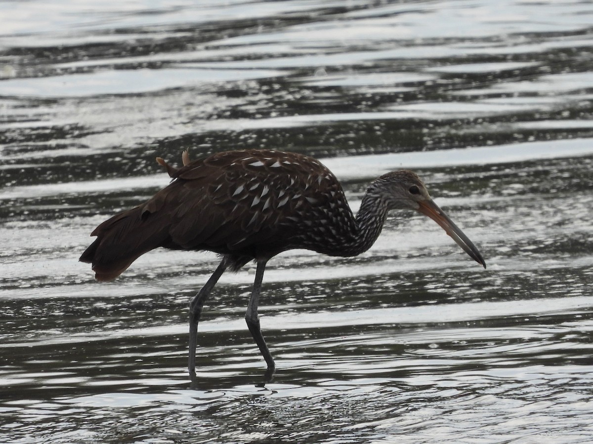 Limpkin - ML614957938