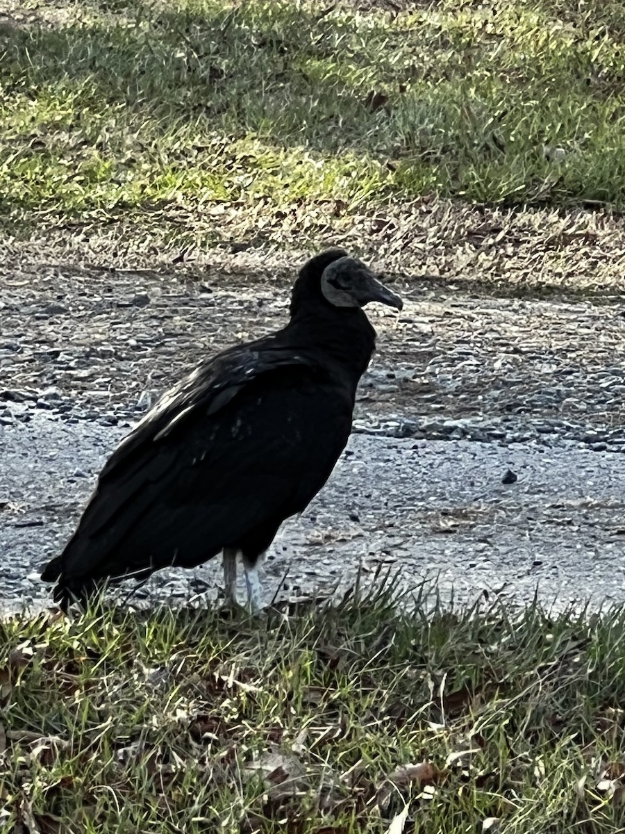 Black Vulture - ML614957969