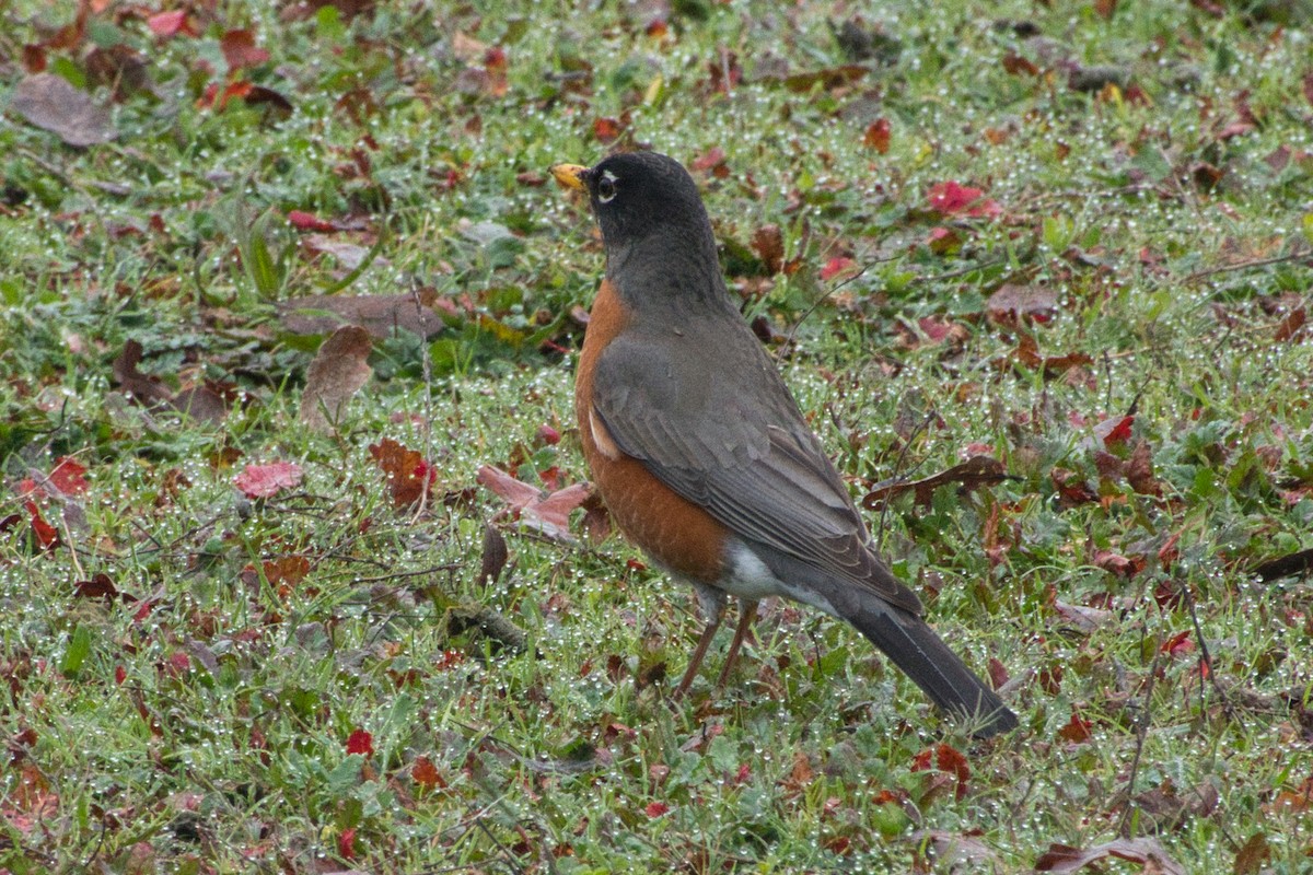 American Robin - ML614957983