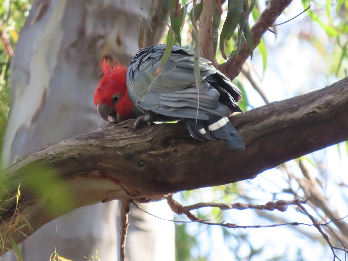 Gang-gang Cockatoo - ML614957984