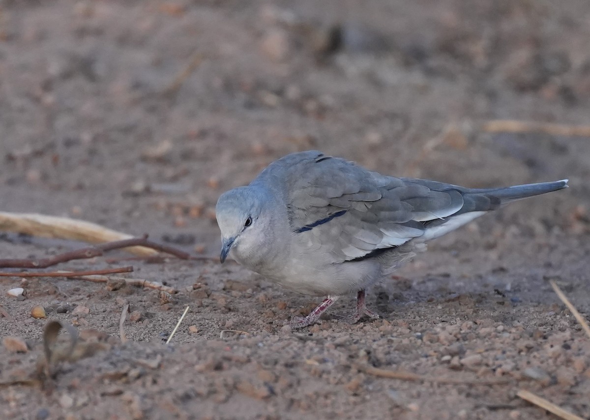 Picui Ground Dove - ML614957988