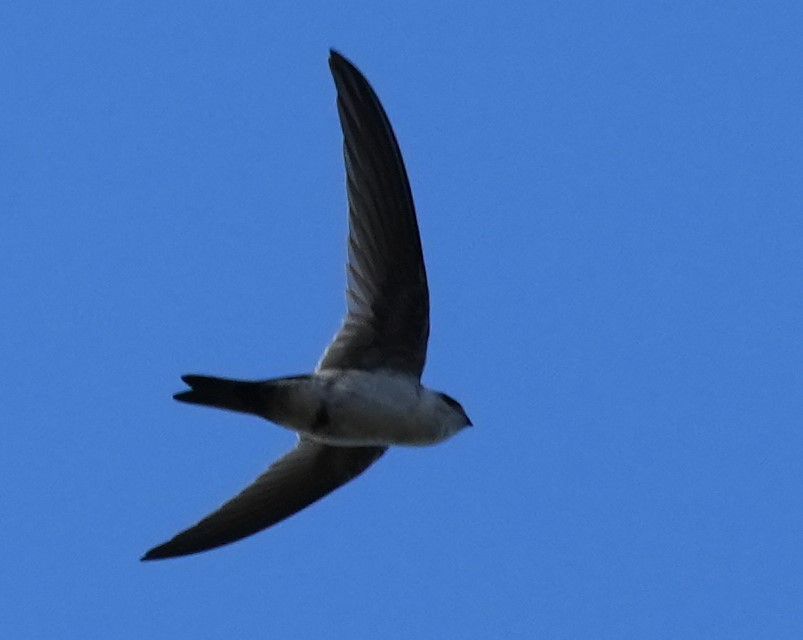 Andean Swift - ML614958012