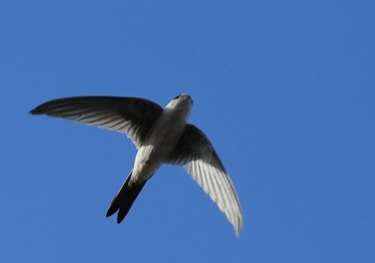 Andean Swift - ML614958013