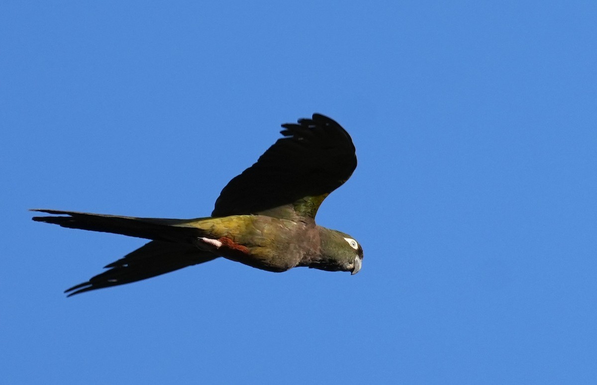 Burrowing Parakeet - ML614958023