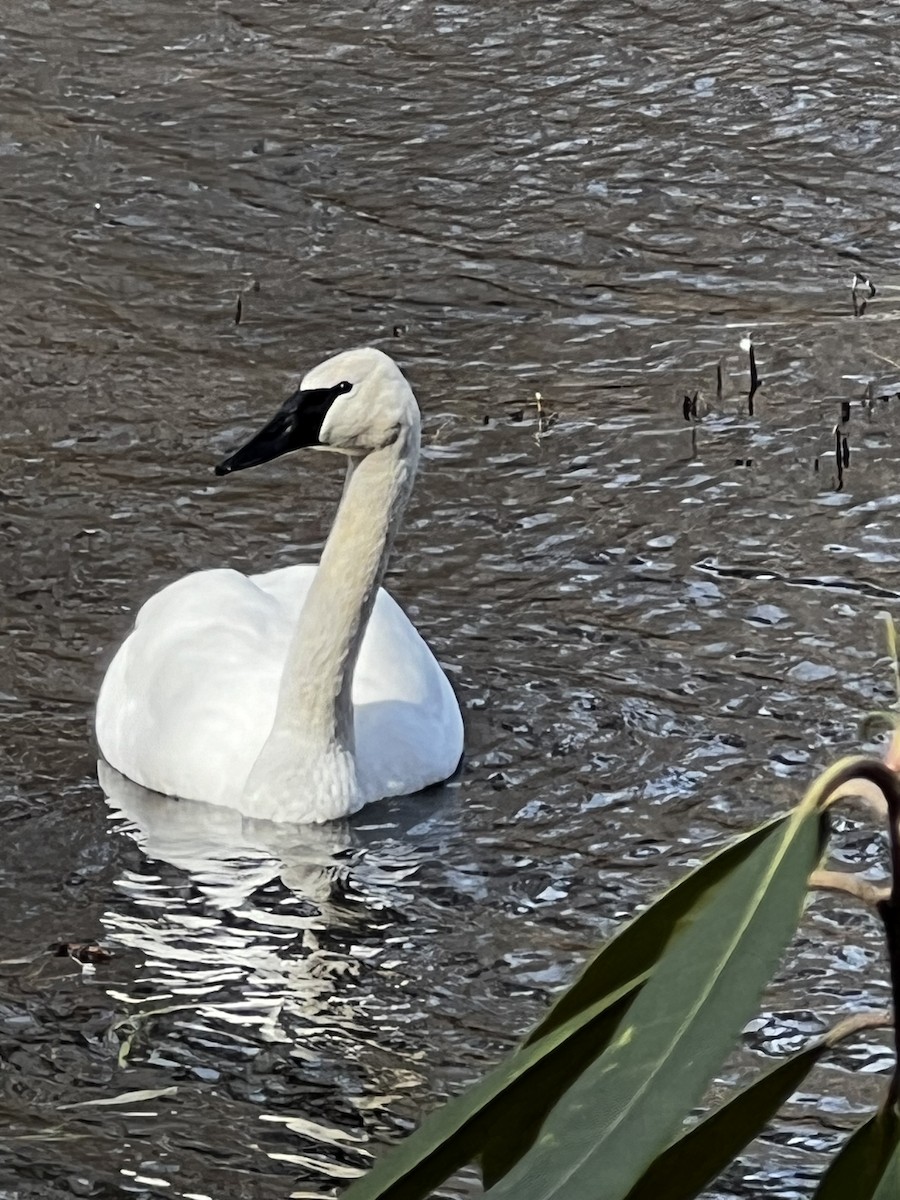 Trumpeter Swan - ML614958026