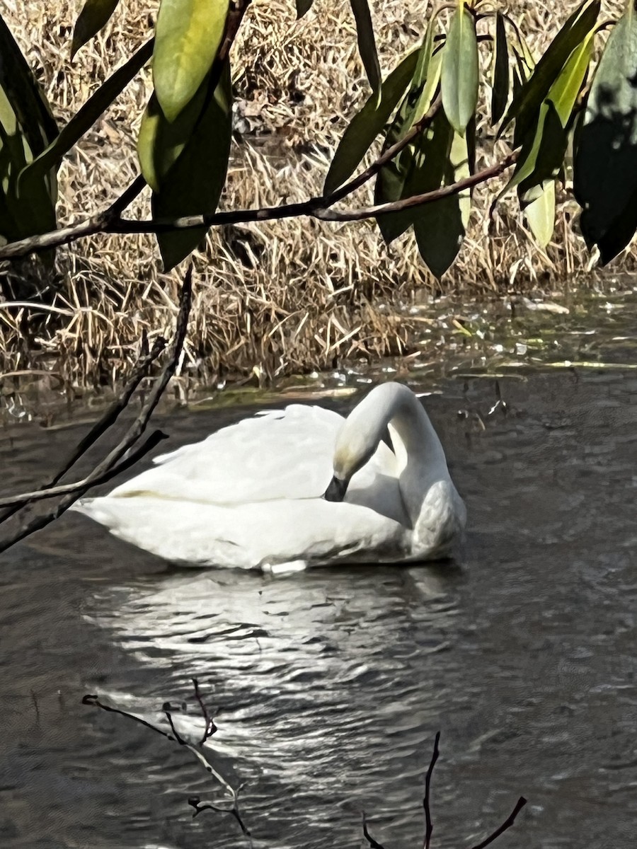 Trumpeter Swan - ML614958027