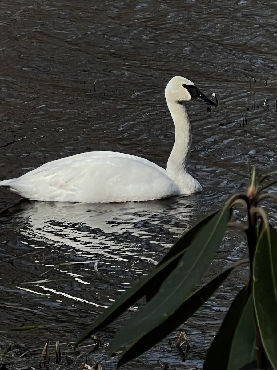 Trumpeter Swan - ML614958028