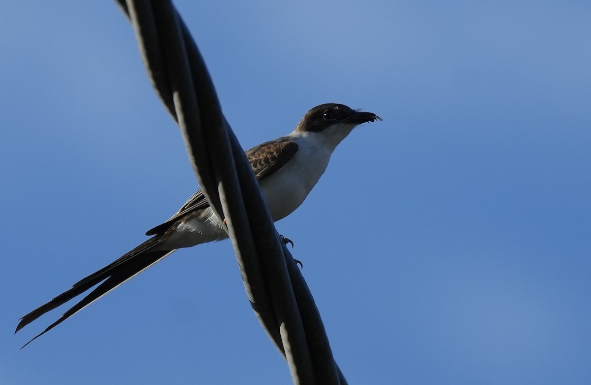 Fork-tailed Flycatcher - ML614958038