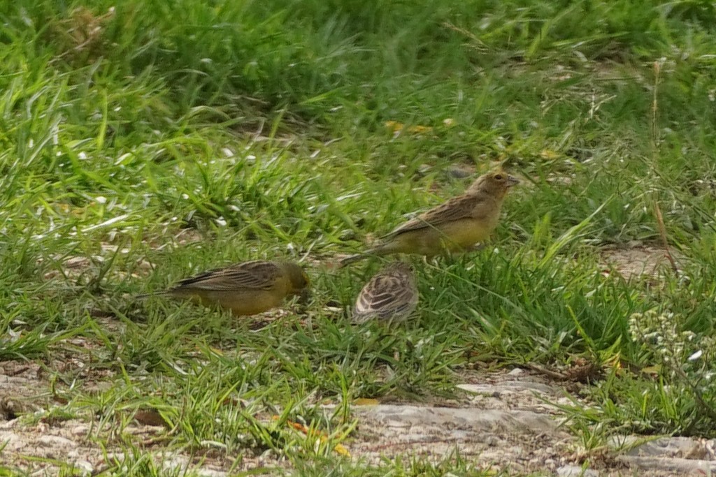 Grassland Yellow-Finch - ML614958052