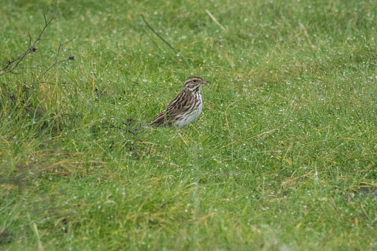 Savannah Sparrow - ML614958068