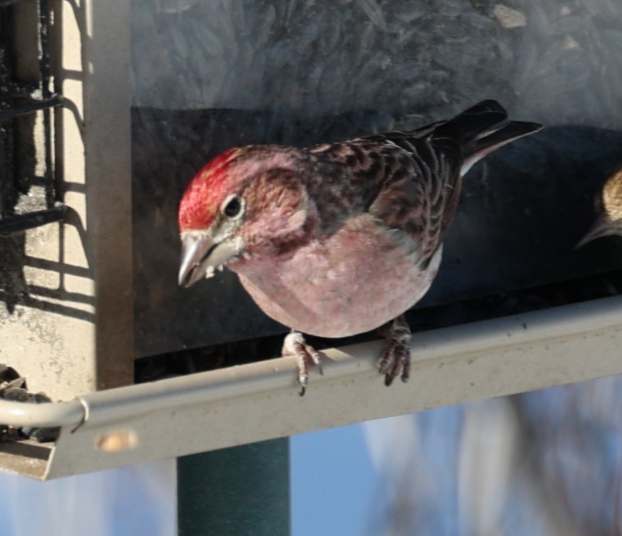 Cassin's Finch - David Cunningham