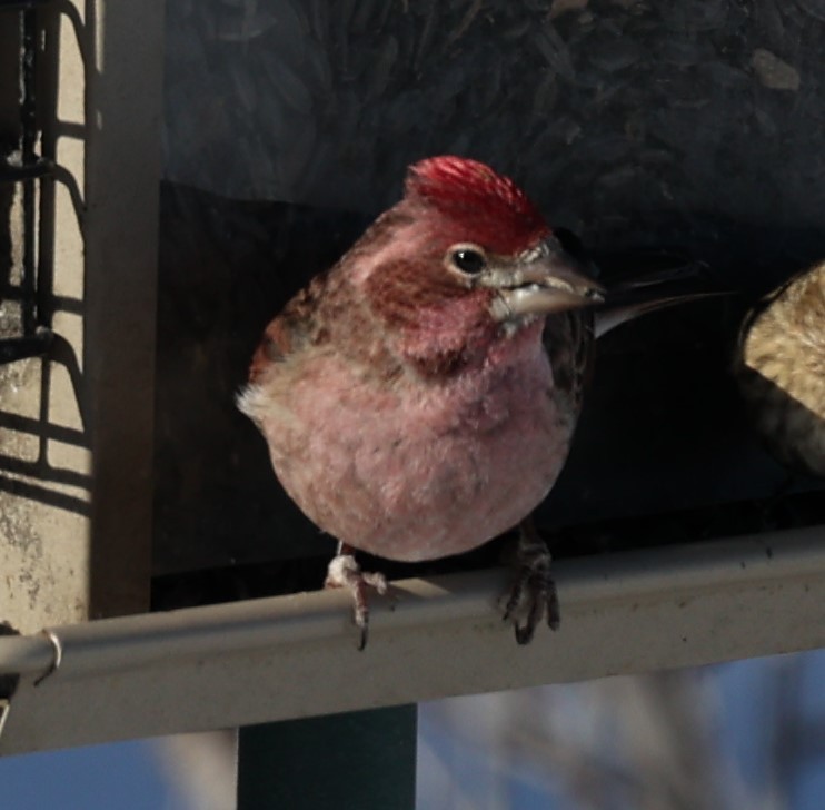 Cassin's Finch - David Cunningham