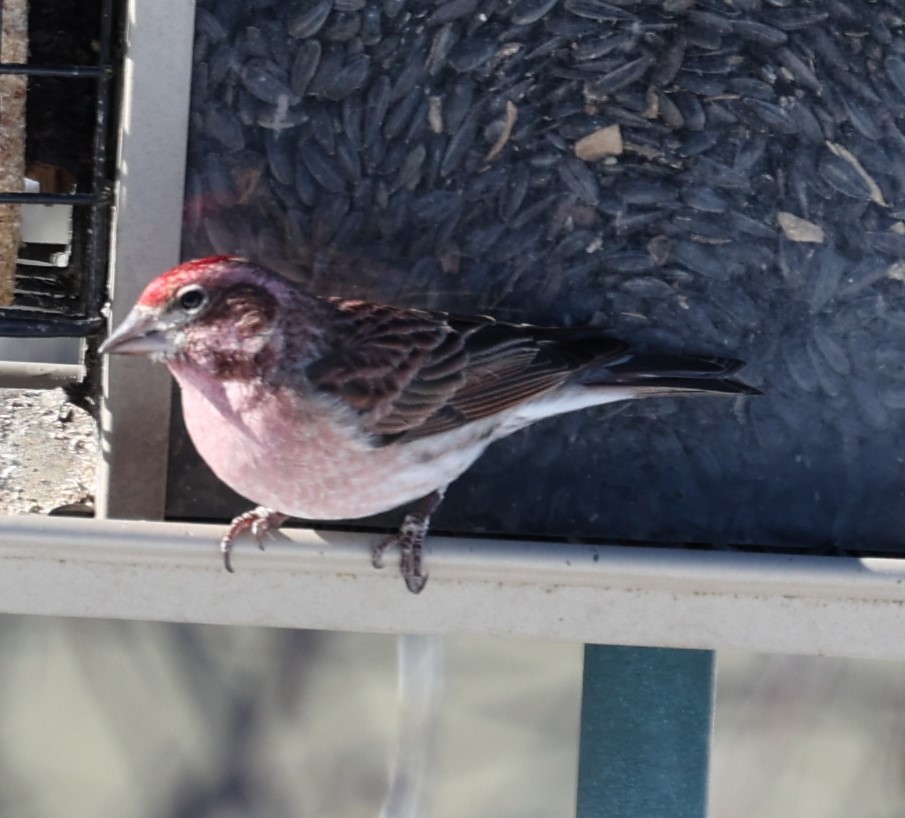 Cassin's Finch - David Cunningham