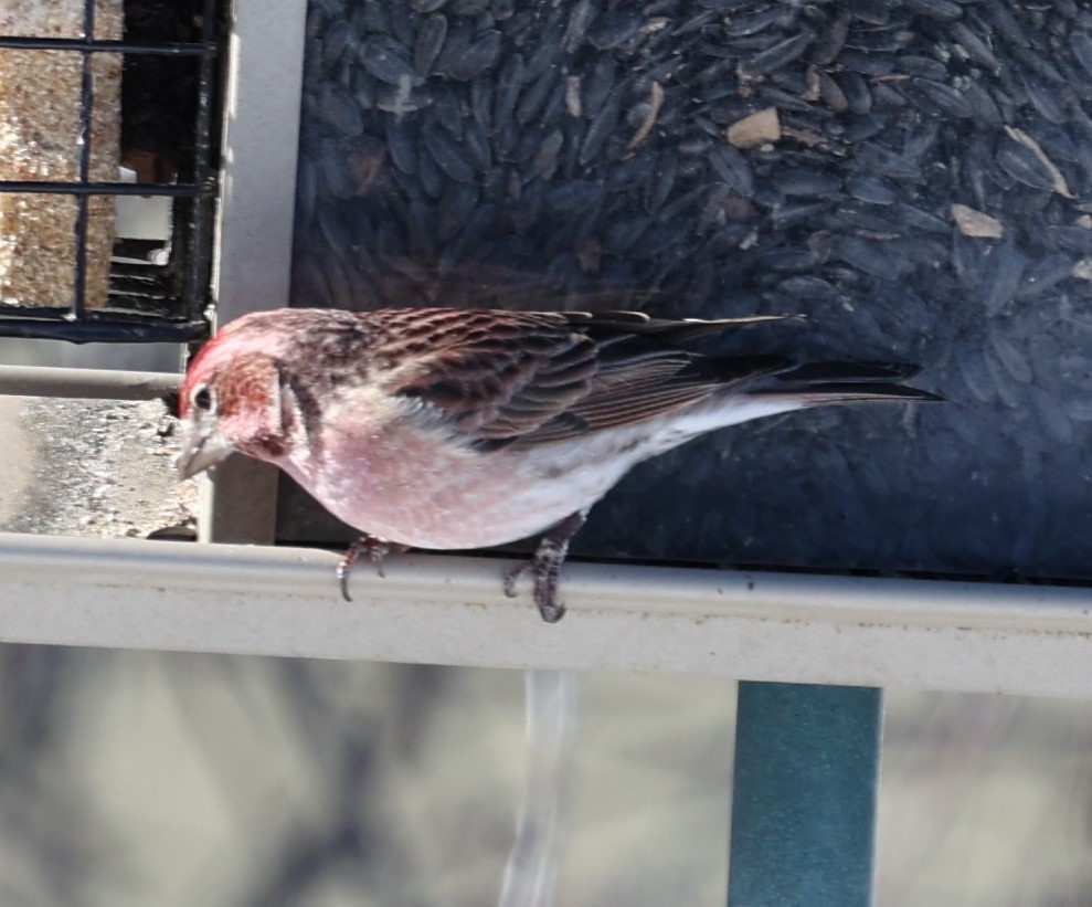 Cassin's Finch - ML614958072