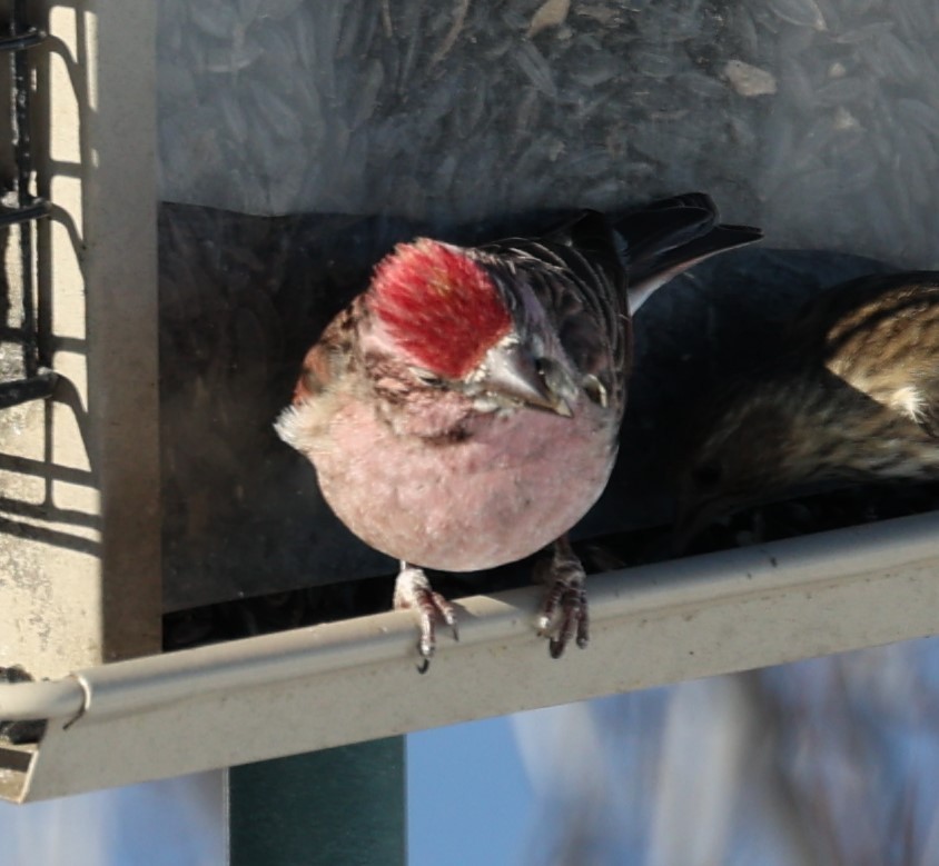 Cassin's Finch - ML614958074