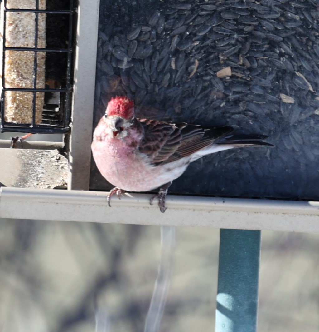 Cassin's Finch - ML614958075