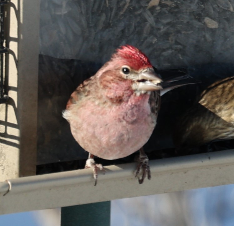 Cassin's Finch - David Cunningham