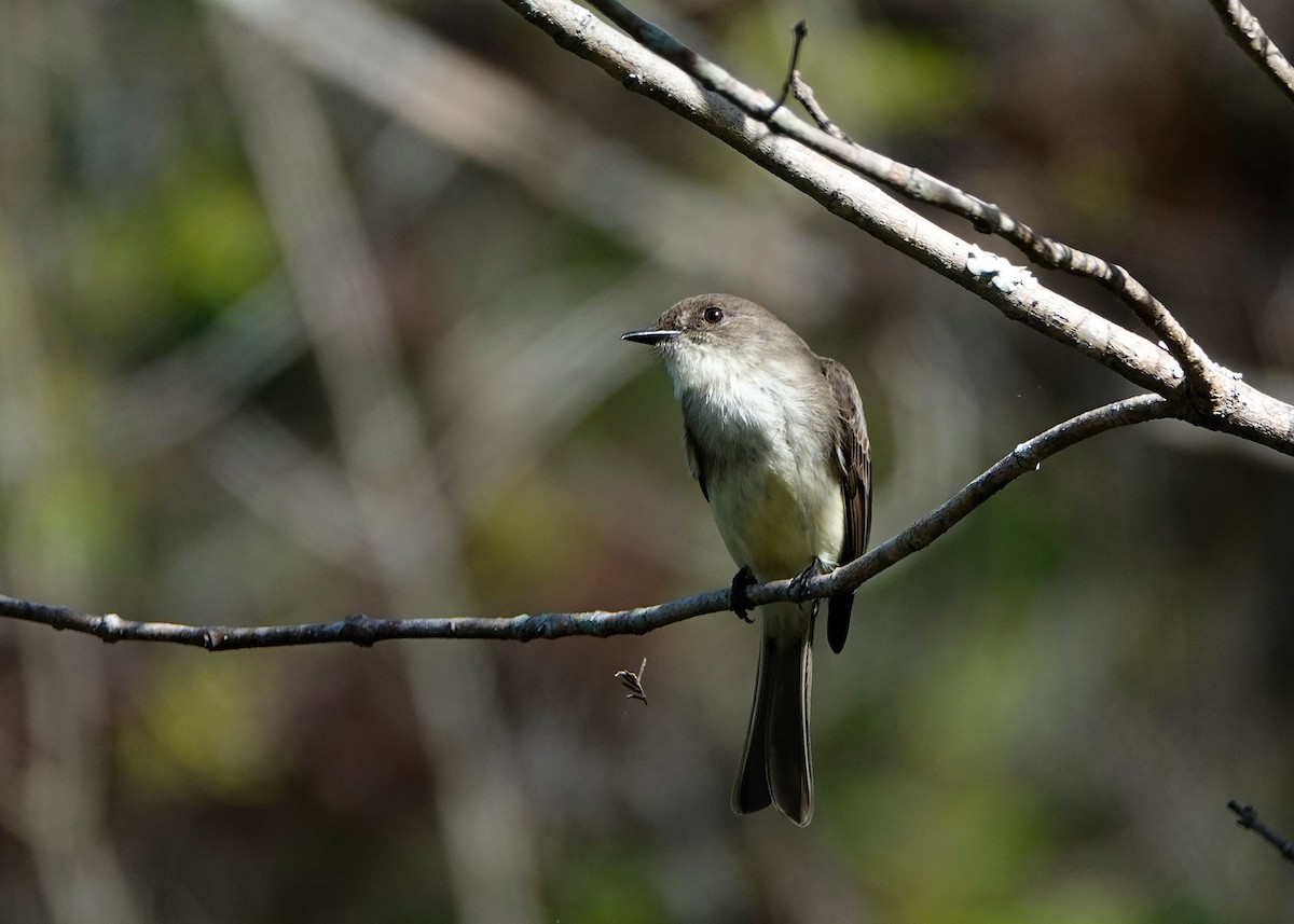 Eastern Phoebe - ML614958094