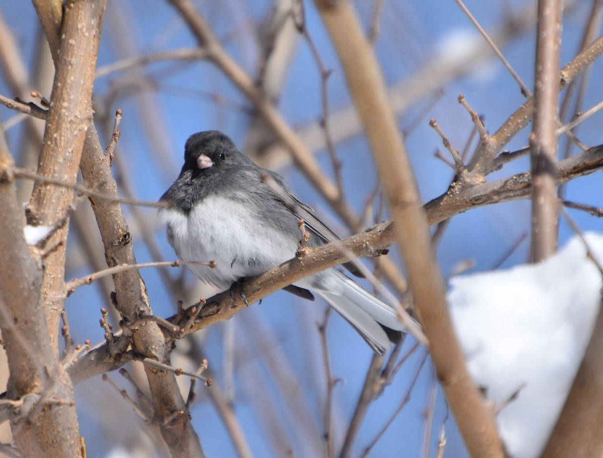 Dark-eyed Junco - ML614958098