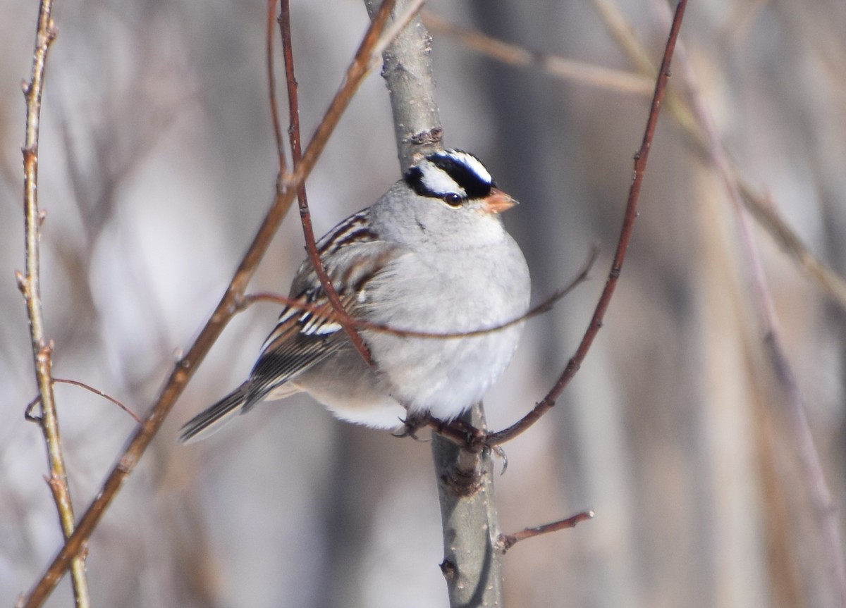 White-crowned Sparrow - ML614958110