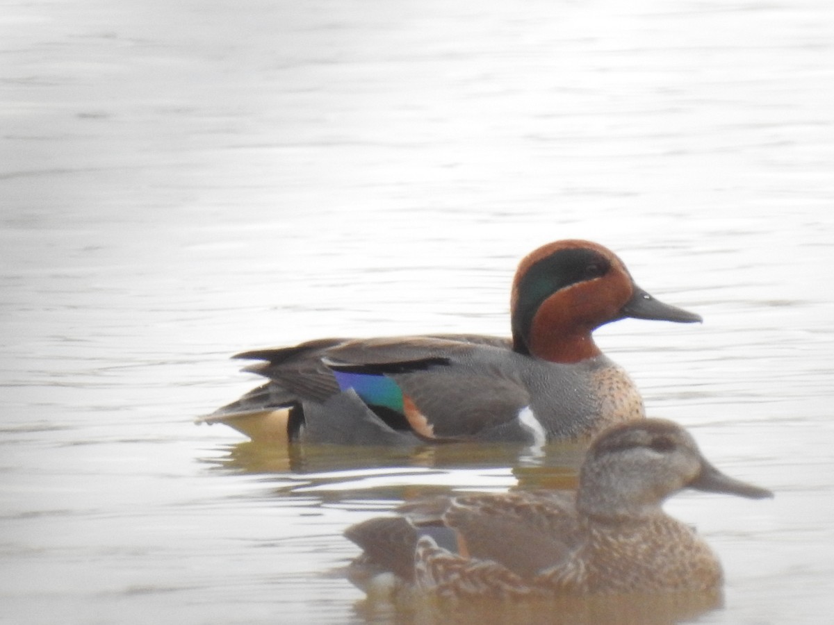 Green-winged Teal - Jennifer Linde