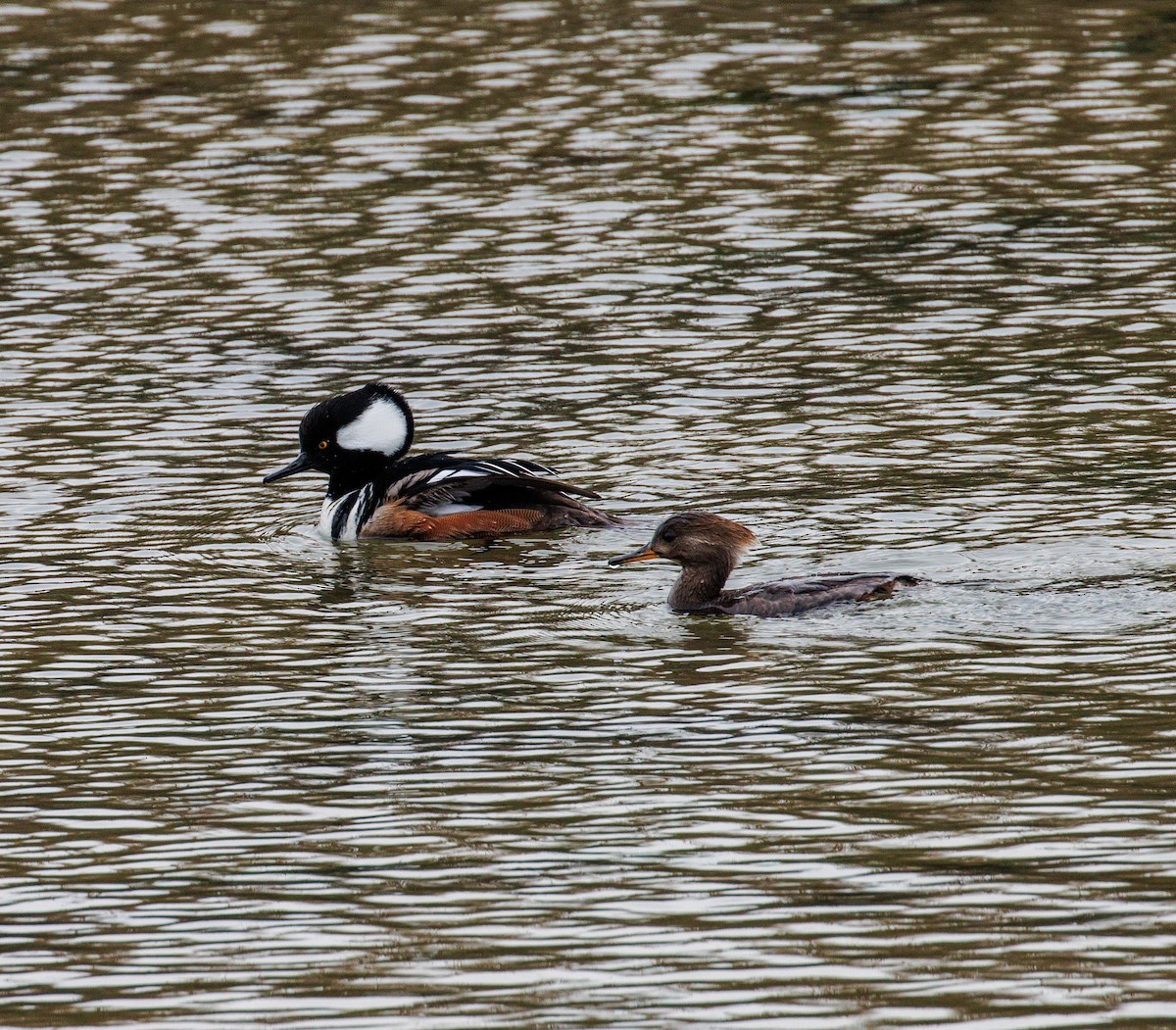 Hooded Merganser - ML614958164