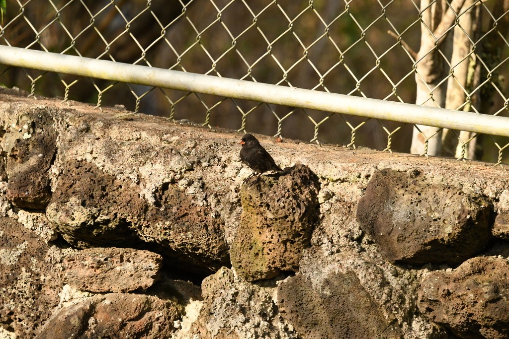 Small Ground-Finch - ML614958194