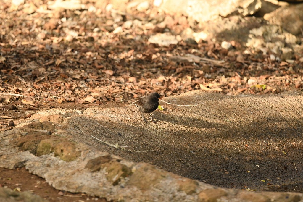 Small Ground-Finch - ML614958195