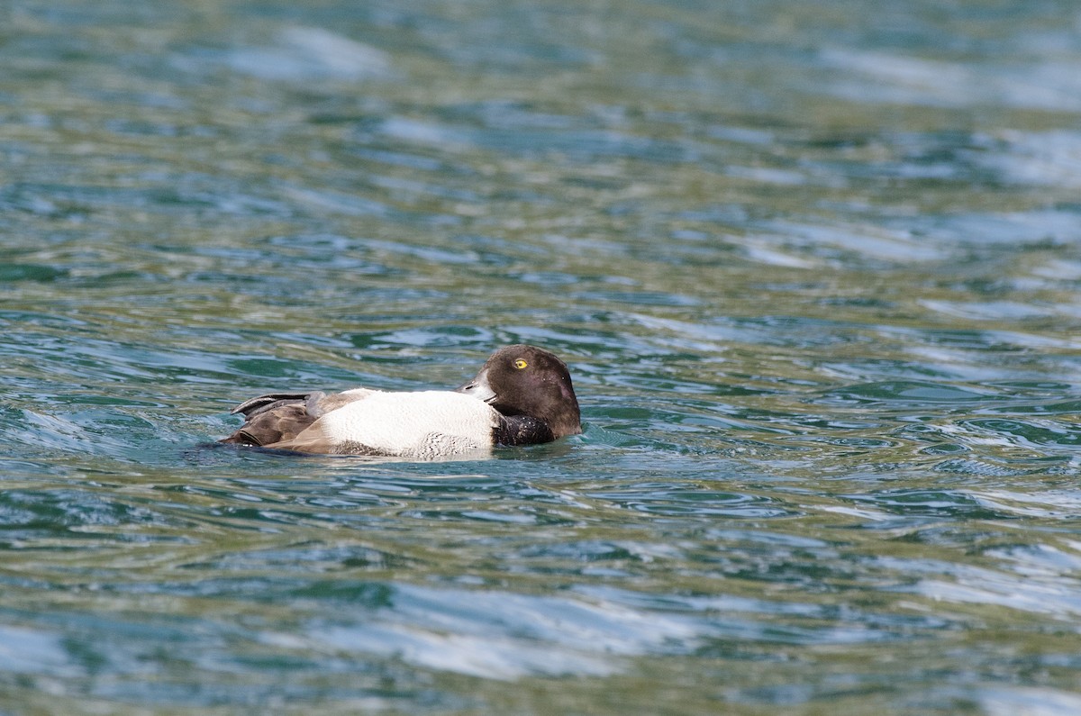 Lesser Scaup - ML614958227