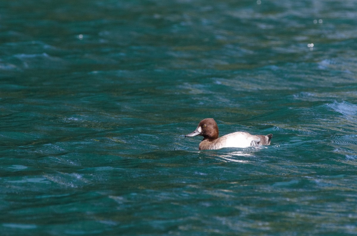 Lesser Scaup - ML614958229