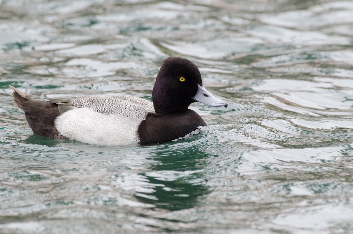 Lesser Scaup - ML614958230