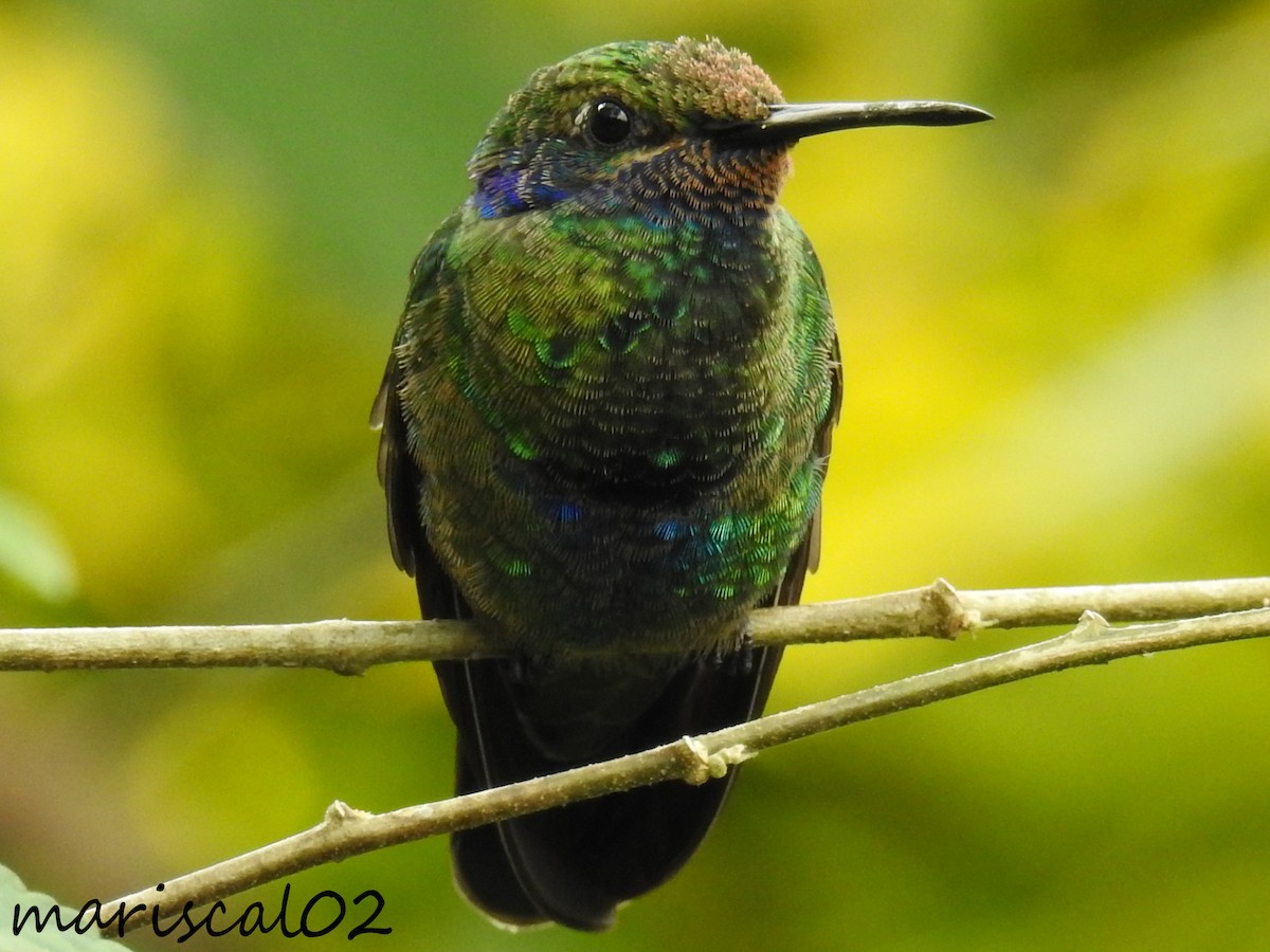 Colibrí Rutilante - ML614958253