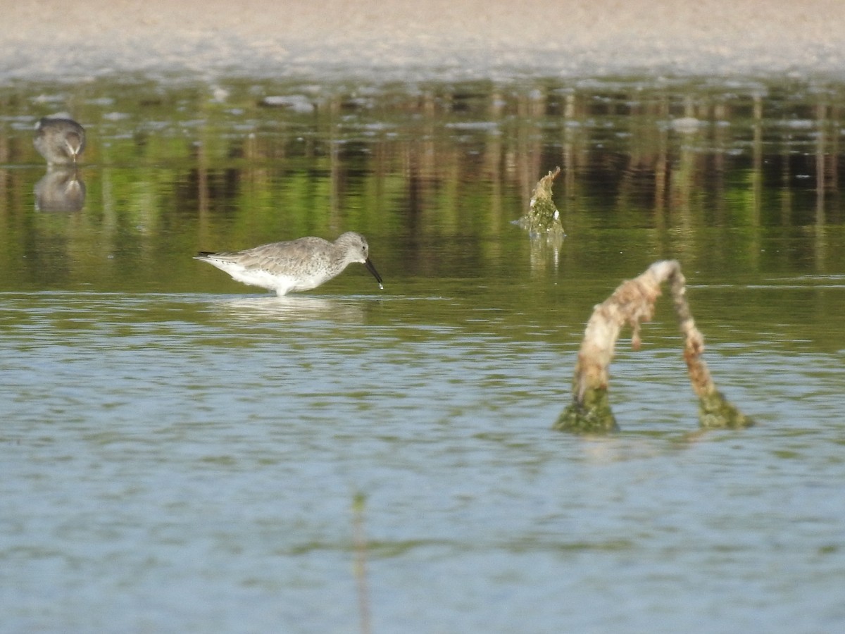 Red Knot - ML614958260