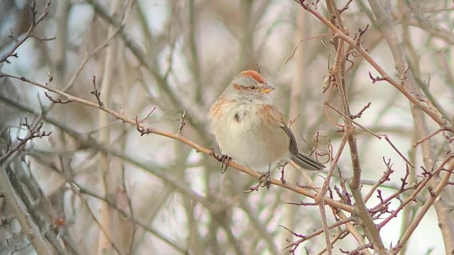 American Tree Sparrow - ML614958271